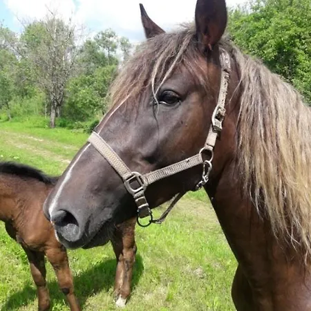 Oddych V Rajeckych Tepliciach V Samostatnom Rodinnom Dome Vila Rajecké Teplice