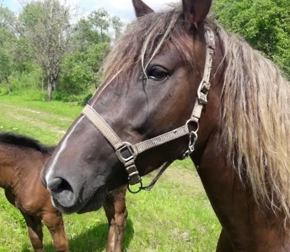 Oddych V Rajeckych Tepliciach V Samostatnom Rodinnom Dome Villa Rajecké Teplice